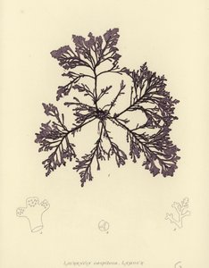 British Sea-Weed (naturtrykt) af English School